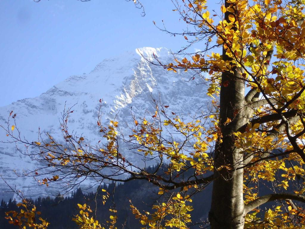 Beim See Grindelwald Exterior photo